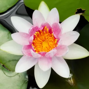 Nymphaea Mrs Richmond, Waterlily 'Mrs Richmond', Water Lily 'Mrs Richmond', Hardy Nymphaea, Hardy Waterlily, Hardy Water Lily, Pink Waterlily, Pink Water Lily