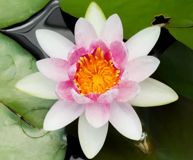 Nymphaea Mrs Richmond, Waterlily 'Mrs Richmond', Water Lily 'Mrs Richmond', Hardy Nymphaea, Hardy Waterlily, Hardy Water Lily, Pink Waterlily, Pink Water Lily
