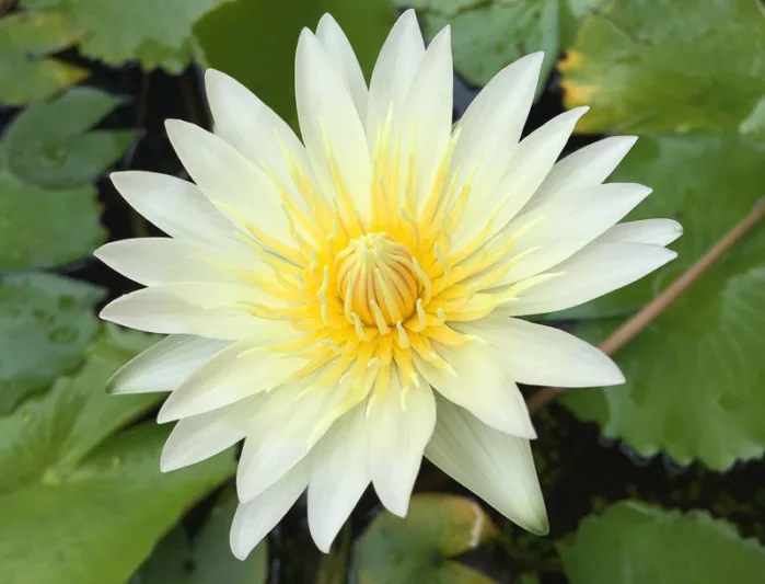 Nymphaea odorata, American White Water-Lily, Fragrant White Water-Lily, Fragrant Water-Lily, White Water-Lily, Sweet-scented White Water-Lily, Sweet-scented Water-Lily,