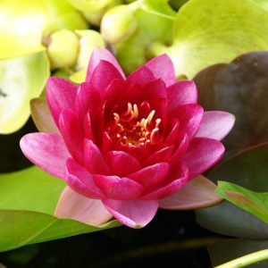 Nymphaea Perry's Baby Red, Waterlily 'Perry's Baby Red', Water Lily 'Perry's Baby Red', Hardy Nymphaea, Hardy Waterlily, Hardy Water Lily, Red Waterlily, Red Water Lily