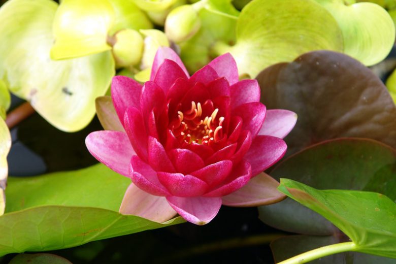 Nymphaea Perry's Baby Red, Waterlily 'Perry's Baby Red', Water Lily 'Perry's Baby Red', Hardy Nymphaea, Hardy Waterlily, Hardy Water Lily, Red Waterlily, Red Water Lily