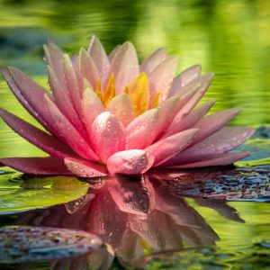 Nymphaea Perry's Orange Sunset, Waterlily 'Perry's Orange Sunset', Water Lily 'Perry's Orange Sunset', Hardy Nymphaea, Hardy Waterlily, Hardy Water Lily, Orange Waterlily, Orange Water Lily