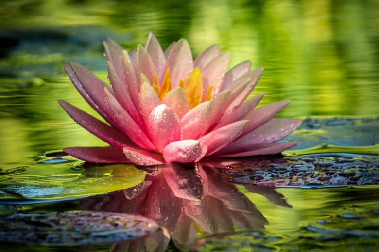 Nymphaea Perry's Orange Sunset, Waterlily 'Perry's Orange Sunset', Water Lily 'Perry's Orange Sunset', Hardy Nymphaea, Hardy Waterlily, Hardy Water Lily, Orange Waterlily, Orange Water Lily