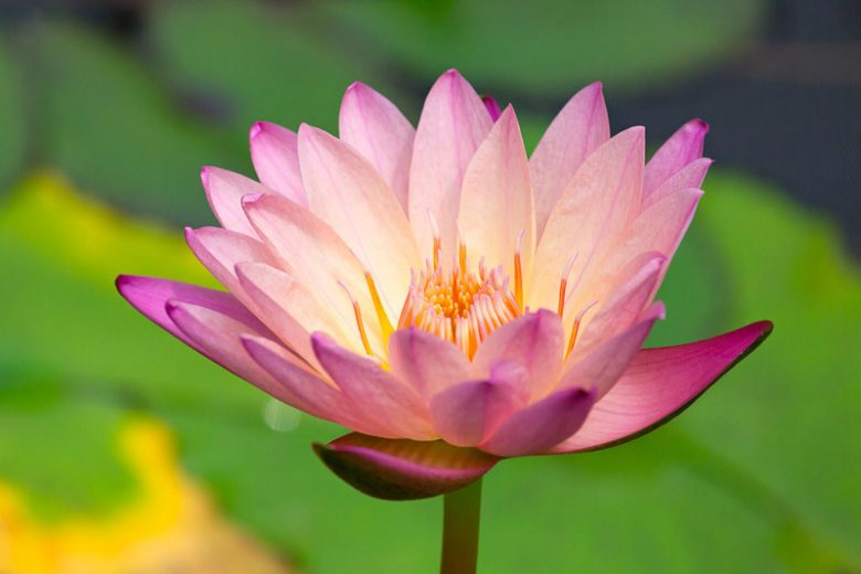 Nymphaea 'Pink Pearl', Water Lily 'Pink Pearl', Tropical Nymphaea, Pink Water Lily, Pink Waterlily, Tropical Water Lily, Tropical Waterlily