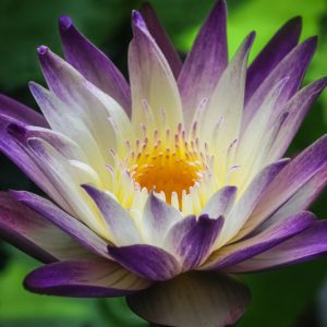 Nymphaea Purple Joy, Water Lily 'Purple Joy', Water Lily 'Purple Joy', Tropical Nymphaea, Purple Water Lily, Purple Waterlily, Tropical Water Lily, Tropical Waterlily