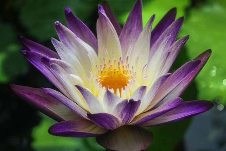 Nymphaea Purple Joy, Water Lily 'Purple Joy', Water Lily 'Purple Joy', Tropical Nymphaea, Purple Water Lily, Purple Waterlily, Tropical Water Lily, Tropical Waterlily