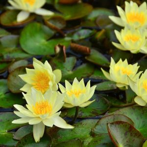 Nymphaea Pygmaea Helvola, Waterlily 'Pygmaea Helvola', Water Lily 'Pygmaea Helvola', Hardy Nymphaea, Hardy Waterlily, Hardy Water Lily, Yellow Waterlily, Yellow Water Lily