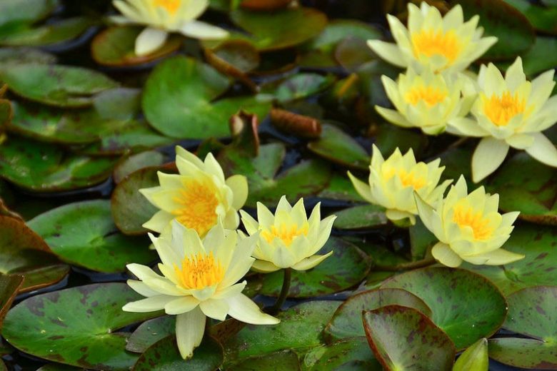 Nymphaea Pygmaea Helvola, Waterlily 'Pygmaea Helvola', Water Lily 'Pygmaea Helvola', Hardy Nymphaea, Hardy Waterlily, Hardy Water Lily, Yellow Waterlily, Yellow Water Lily