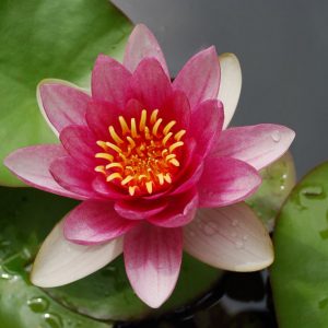 Nymphaea Pygmaea Rubra, Waterlily 'Pygmaea Rubra', Water Lily 'Pygmaea Rubra', Hardy Nymphaea, Hardy Waterlily, Hardy Water Lily, Red Waterlily, Red Water Lily