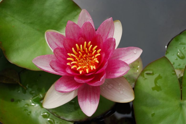 Nymphaea Pygmaea Rubra, Waterlily 'Pygmaea Rubra', Water Lily 'Pygmaea Rubra', Hardy Nymphaea, Hardy Waterlily, Hardy Water Lily, Red Waterlily, Red Water Lily