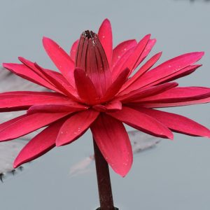 Nymphaea Red Flare, Water Lily 'Red Flare', Water Lily 'Red Flare, Tropical Nymphaea, Red Water Lily, Red Waterlily, Tropical Water Lily, Tropical Waterlily