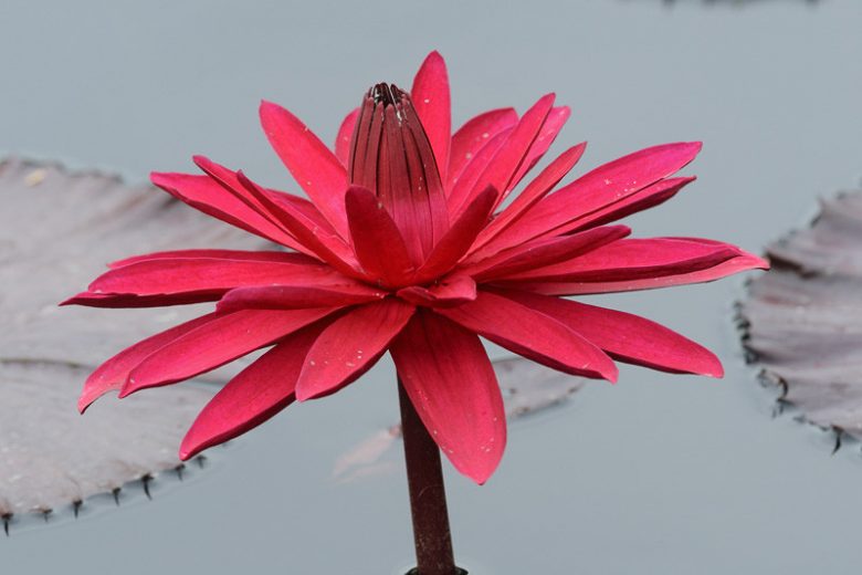 Nymphaea Red Flare, Water Lily 'Red Flare', Water Lily 'Red Flare, Tropical Nymphaea, Red Water Lily, Red Waterlily, Tropical Water Lily, Tropical Waterlily