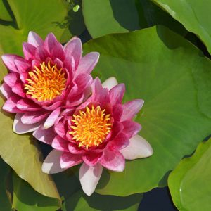 Nymphaea René Gérard, Waterlily 'Marliacea Rosea', Water Lily 'Marliacea Rosea', Hardy Nymphaea, Hardy Waterlily, Hardy Water Lily, Pink Waterlily, Pink Water Lily