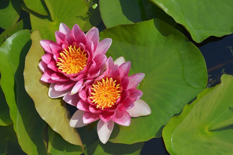 Nymphaea René Gérard, Waterlily 'Marliacea Rosea', Water Lily 'Marliacea Rosea', Hardy Nymphaea, Hardy Waterlily, Hardy Water Lily, Pink Waterlily, Pink Water Lily
