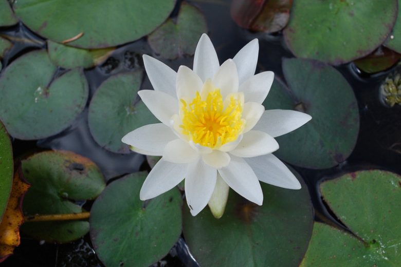 Nymphaea tetragona, Pygmy Waterlily, Small White Water Lily, Nymphaea pygmaea Alba, Castalia tetragona, White Water-Lily, White Waterlily, Dwarf Water Lily, Miniature Water Lily