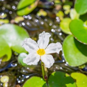 Nymphoides aquatica, Big Floatingheart, Floating Hearts, Banana Plant, Banana Lilly, Big Floating Heart, Brain Plant, Heart Water Lilly, Underwater Banana Plant