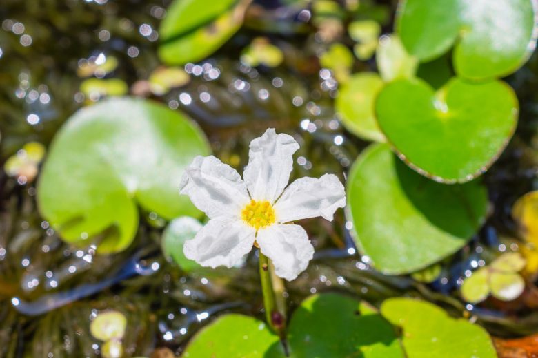 Nymphoides aquatica, Big Floatingheart, Floating Hearts, Banana Plant, Banana Lilly, Big Floating Heart, Brain Plant, Heart Water Lilly, Underwater Banana Plant