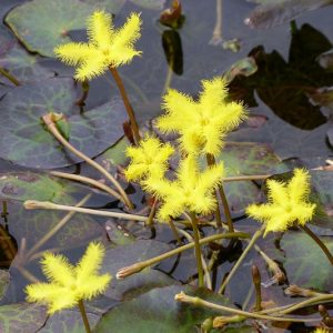 Nymphoides geminata, Entire Marshwort, Yellow Fringe, Yellow Snowflake, Pond Plants, Water Garden Flowers, Aquatic Plants, Aquatic Flowers