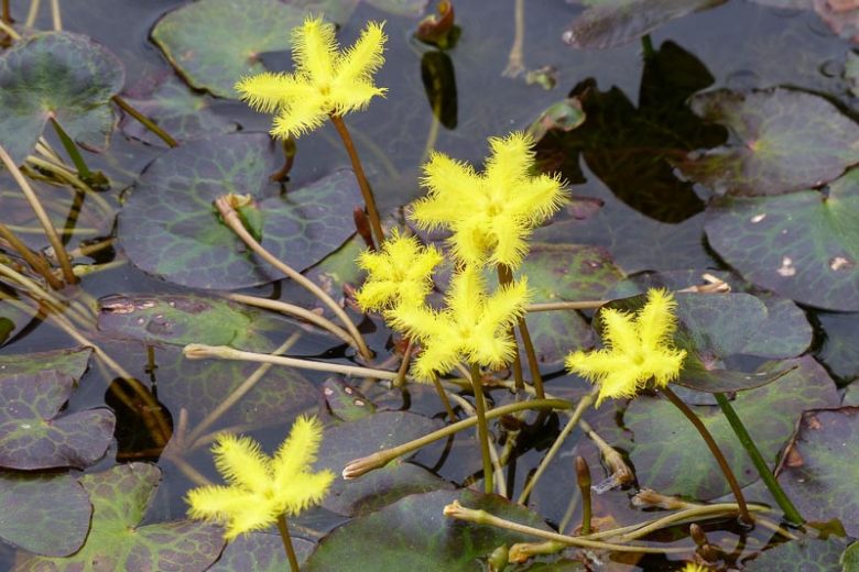 Nymphoides geminata, Entire Marshwort, Yellow Fringe, Yellow Snowflake, Pond Plants, Water Garden Flowers, Aquatic Plants, Aquatic Flowers