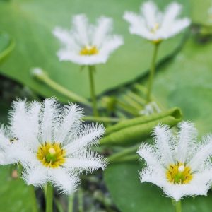 Nymphoides indica, Water Snowflake, White Flowers, Pond Plants, Water Garden Flowers, Aquatic Plants, Aquatic Flowers