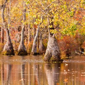 Nyssa aquatica, Water Tupelo, Blackgum, Sourgum, Cotton Gum, Swamp Tupelo, Water Gum, Nyssa uniflora, Tree with fall color, Fall color, Attractive bark Tree, Golden leaves