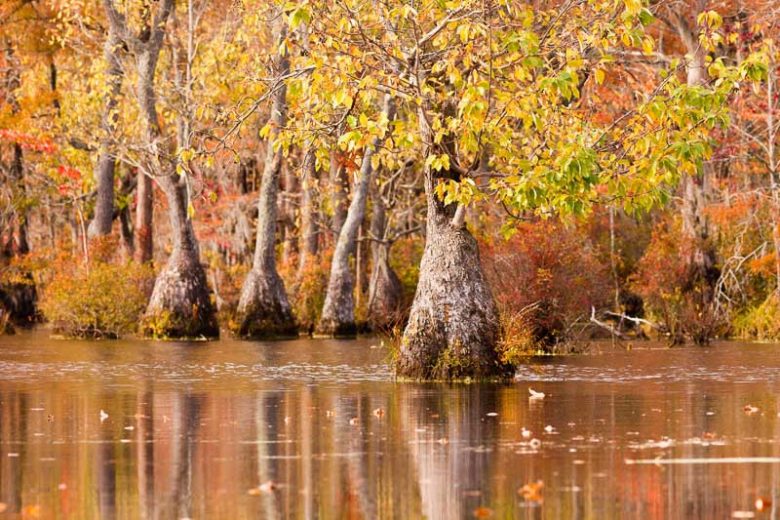 Nyssa aquatica, Water Tupelo, Blackgum, Sourgum, Cotton Gum, Swamp Tupelo, Water Gum, Nyssa uniflora, Tree with fall color, Fall color, Attractive bark Tree, Golden leaves