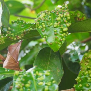 Oak Leaf Blister,  Identify Oak Leaf Blister, Oak Leaf Blister Symptoms, Prevent Oak Leaf Blister, Treat Oak Leaf Blister