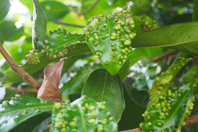 Oak Leaf Blister,  Identify Oak Leaf Blister, Oak Leaf Blister Symptoms, Prevent Oak Leaf Blister, Treat Oak Leaf Blister