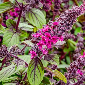Ocimum 'African Blue', African Blue Basil, Ocimum kilimandscharicum × basilicum