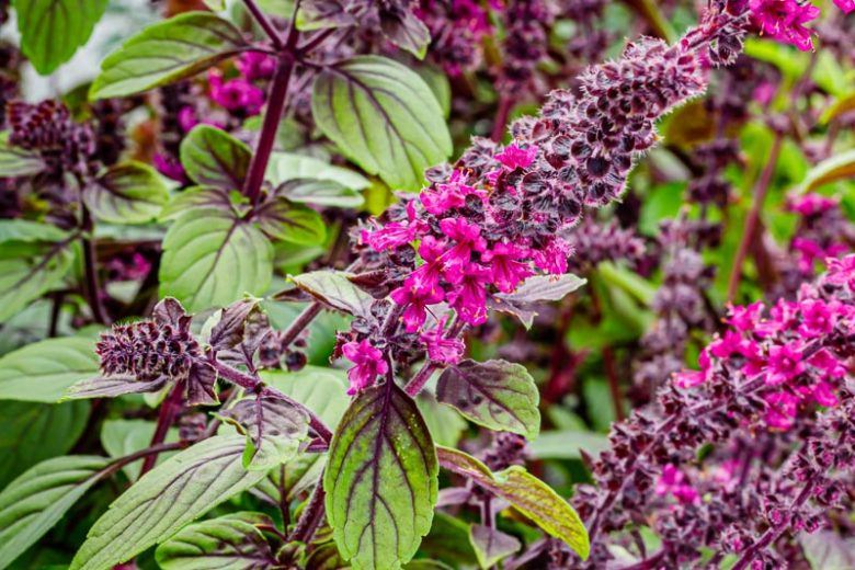 Ocimum 'African Blue', African Blue Basil, Ocimum kilimandscharicum × basilicum