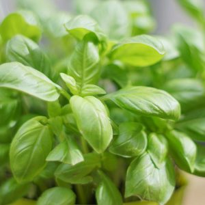 Basil, Sweet Basil, Basil Plant, Basil Leaves, Basil Recipes, Fresh Basil, Ocimum basilicum,