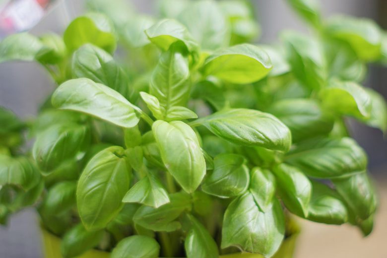 Basil, Sweet Basil, Basil Plant, Basil Leaves, Basil Recipes, Fresh Basil, Ocimum basilicum,