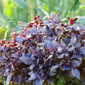Dark Opal Basil, Purple Basil, Black Basil, Sweet Basil, Ocimum basilicum