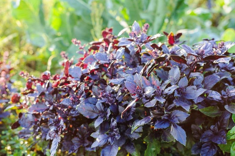 Dark Opal Basil, Purple Basil, Black Basil, Sweet Basil, Ocimum basilicum