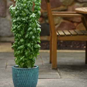 Ocimum basilicum 'Everleaf Emerald Towers', Everleaf Emerald Towers Basil, Sweet Basil