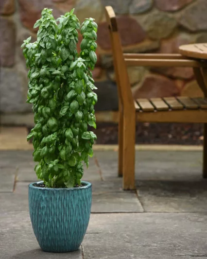 Ocimum basilicum 'Everleaf Emerald Towers', Everleaf Emerald Towers Basil, Sweet Basil