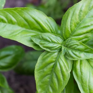Ocimum basilicum 'Genovese', Sweet Basil 'Genovese', Genovese Basil, Big Basil Leaves, Large Basil Leaves