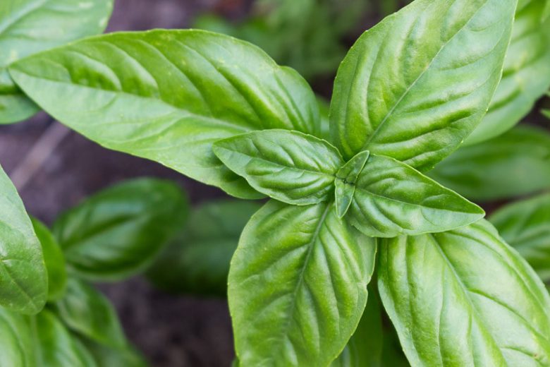 Ocimum basilicum 'Genovese', Sweet Basil 'Genovese', Genovese Basil, Big Basil Leaves, Large Basil Leaves