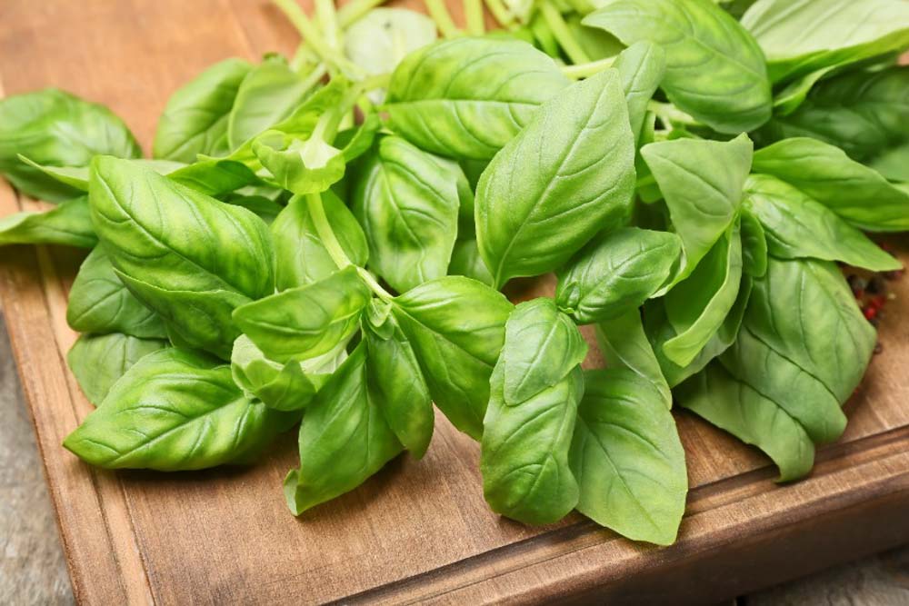 Ocimum basilicum 'Italian Large Leaf', Sweet Basil 'Italian Large Leaf', Italian Large Leaf Basil, Big Basil Leaves, Large Basil Leaves