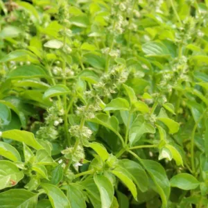 Ocimum basilicum 'Lemon', Lemon Basil, Lemon Basil, Ocimum basilicum var. citriodorum, Ocimum × citriodorum