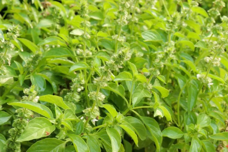Ocimum basilicum 'Lemon', Lemon Basil, Lemon Basil, Ocimum basilicum var. citriodorum, Ocimum × citriodorum