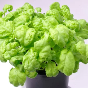 Ocimum basilicum lettuce leaf, Lettuce Leaf Basil, Ocimum basilicum 'Lettuce Leaved', Large Leaf Basil, Big Basil Leaves, Large Basil Leaves