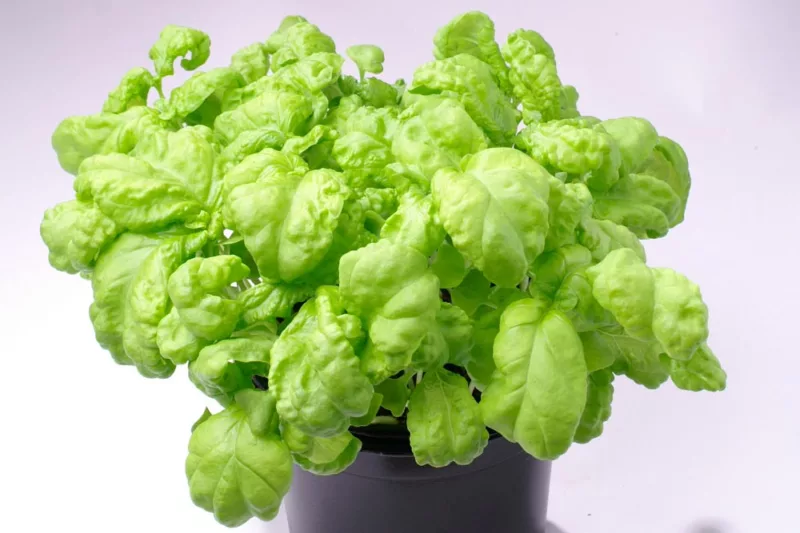 Ocimum basilicum lettuce leaf, Lettuce Leaf Basil, Ocimum basilicum 'Lettuce Leaved', Large Leaf Basil, Big Basil Leaves, Large Basil Leaves