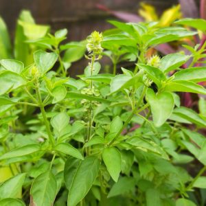 Ocimum basilicum 'Lime', Lime Basil, Ocimum × africanum 'Lime',