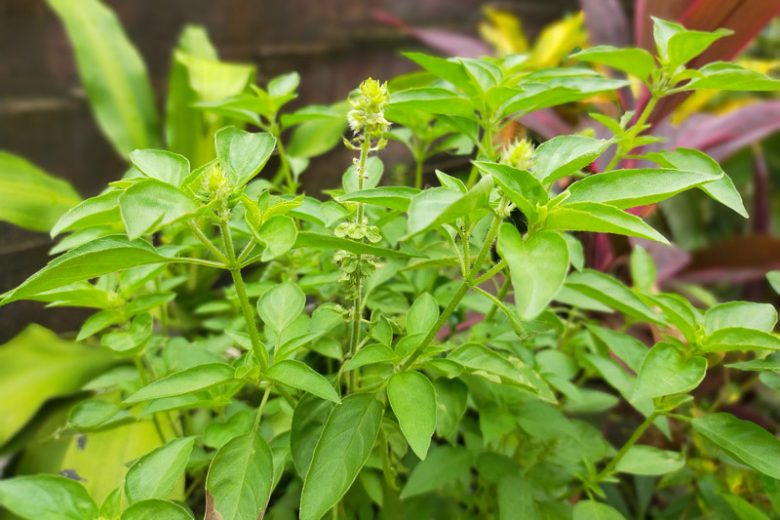 Ocimum basilicum 'Lime', Lime Basil, Ocimum × africanum 'Lime',