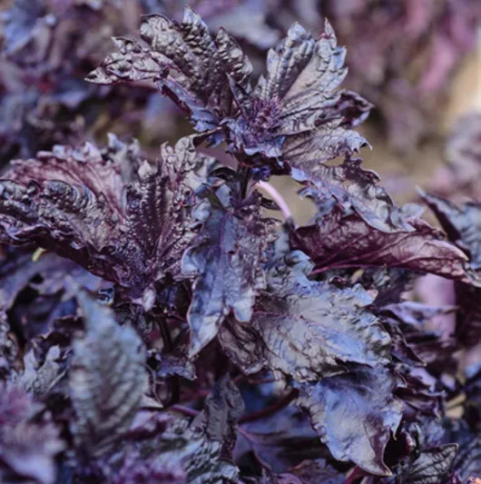Ocimum basilicum var. purpurascens 'Purple Ruffles', Basil Purple Ruffles, Purple Basil 'Purple Ruffles', Purple Ruffles Basil