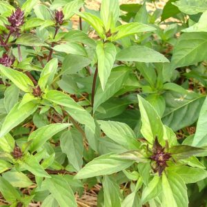 Ocimum basilicum 'Siam Queen', Thai Basil 'Siam Queen', Siam Queen Basil, Big Basil Leaves, Large Basil Leaves