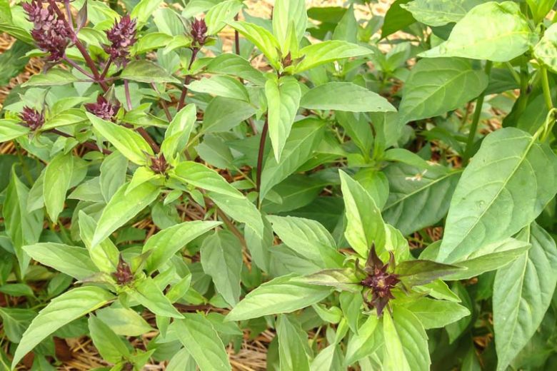Ocimum basilicum 'Siam Queen', Thai Basil 'Siam Queen', Siam Queen Basil, Big Basil Leaves, Large Basil Leaves