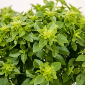 Ocimum basilicum var. minimum 'Greek', Greek Basil, Ocimum minimum, Ocimum basilicum 'Bush', Ocimum basilicum var. minimum