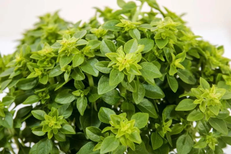 Ocimum basilicum var. minimum 'Greek', Greek Basil, Ocimum minimum, Ocimum basilicum 'Bush', Ocimum basilicum var. minimum